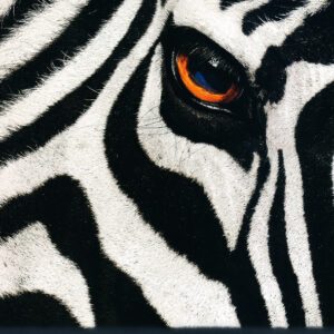 دایره المعارف مصور آفرینش